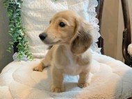 Kaninchen-Dachshund0053