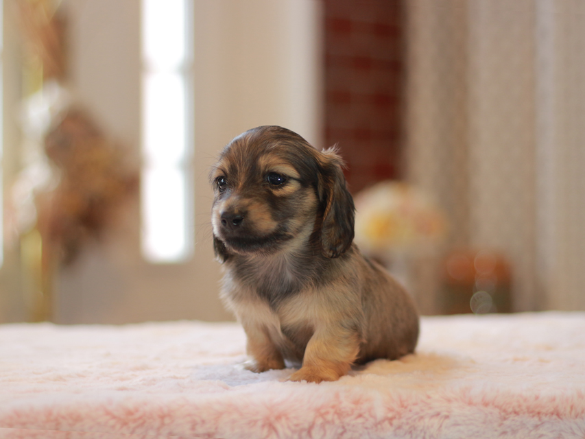 カニンヘン ダックスフンド ノン&パッションの子犬 イエロー（クリーム） 男の子