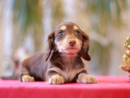 Kaninchen-Dachshund0056