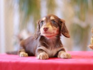 Kaninchen-Dachshund0058 Kaninchen-Dachshund0058