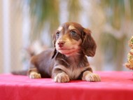 Kaninchen-Dachshund0059 Kaninchen-Dachshund0059