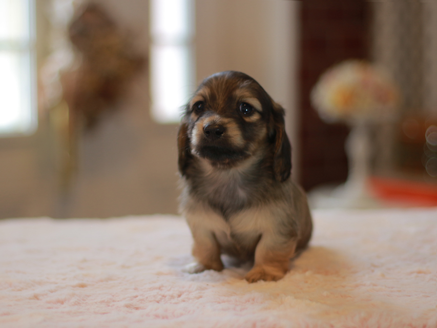 カニンヘン ダックスフンド ノン&パッションの子犬 イエロー（クリーム） 男の子