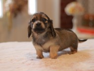 Kaninchen-Dachshund0066