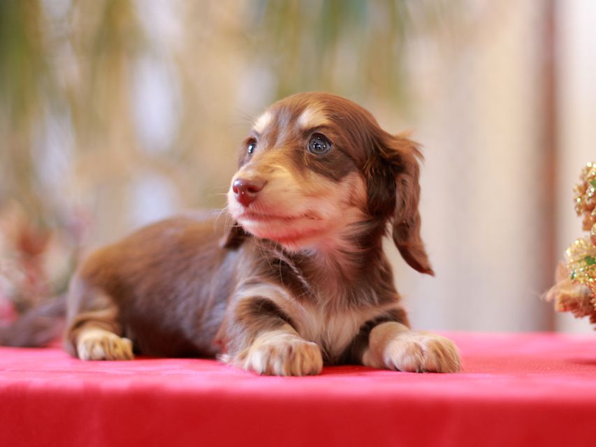 カニンヘン ダックスフンド ジャム & スルガの子犬 チョコイエロー（チョコクリーム）女の子
