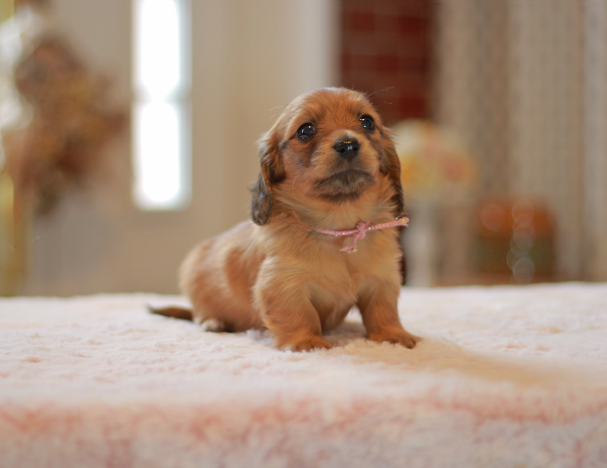 カニンヘン ダックスフンド ノン&パッションの子犬 レッド 女の子（1）