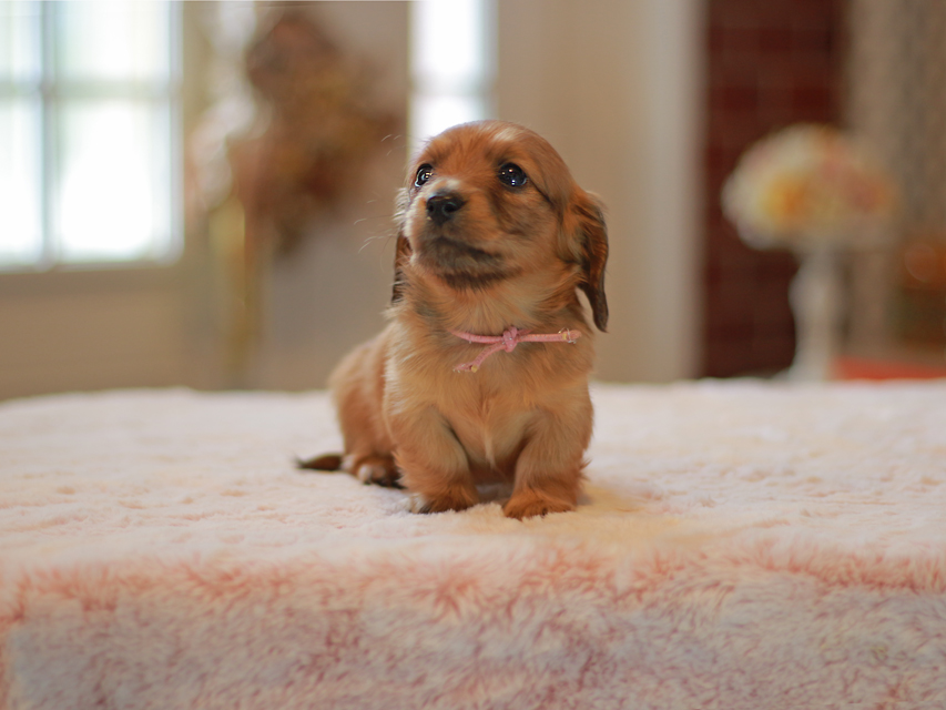 カニンヘン ダックスフンド ノン&パッションの子犬 レッド 女の子（1）