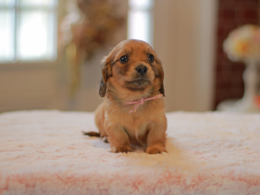 カニンヘン ダックスフンド ノン&パッションの子犬 レッド 女の子（1）