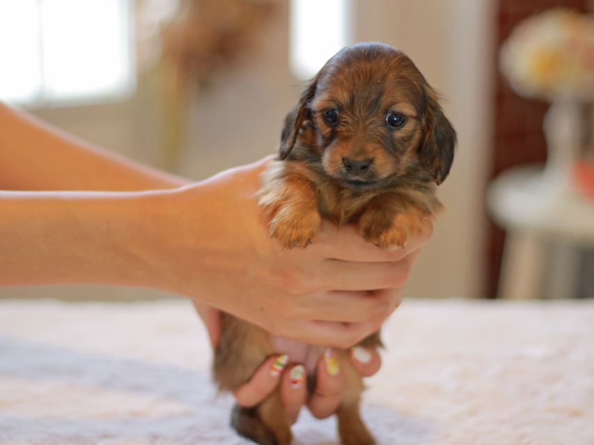 カニンヘン ダックスフンド ノン&パッションの子犬 レッド 女の子（2）