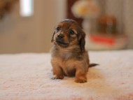 Kaninchen-Dachshund0093