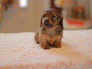 Kaninchen-Dachshund0095