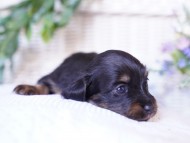 Kaninchen-Dachshund01 Kaninchen-Dachshund01