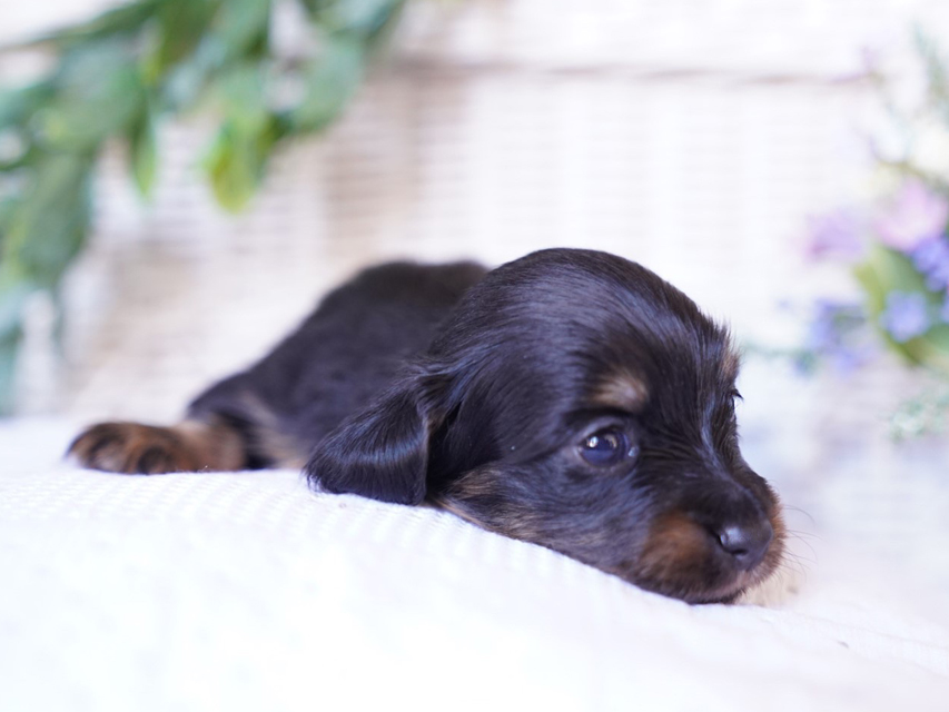 カニンヘン ダックスフンド ピノ & ブルースの子犬 ブラックイエロー（ブラッククリーム） 女の子