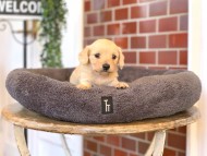 Kaninchen-Dachshund0