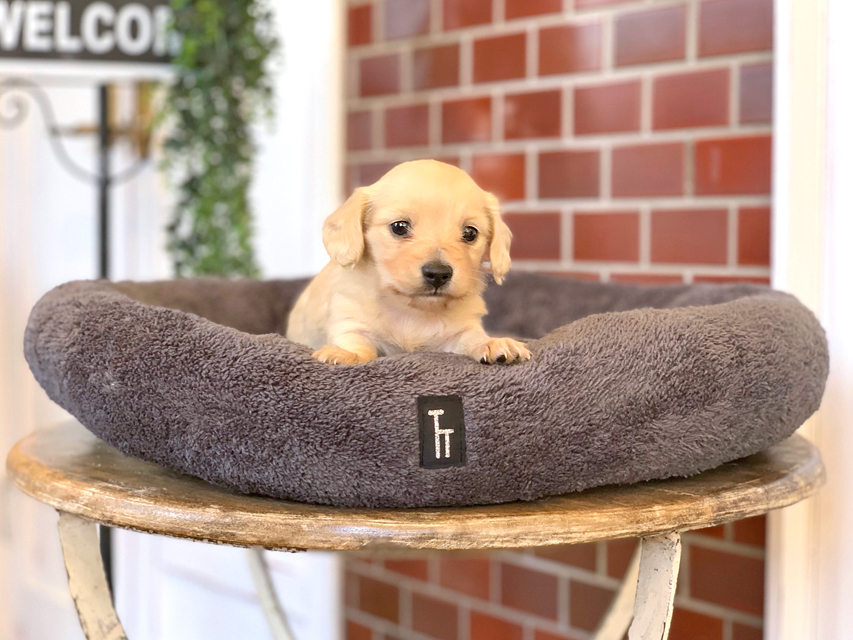 カニンヘン ダックスフンド まめ & 竹千代CHの子犬 イエロー（クリーム） 男の子