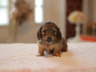 Kaninchen-Dachshund0105 Kaninchen-Dachshund0105