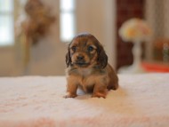 Kaninchen-Dachshund0106