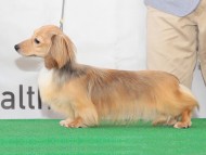 Kaninchen-Dachshund01 Kaninchen-Dachshund01