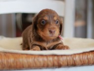 Kaninchen-Dachshund0110
