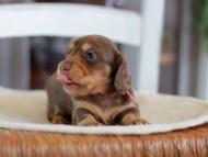 Kaninchen-Dachshund0136 Kaninchen-Dachshund0136