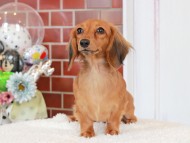 Kaninchen-Dachshund0