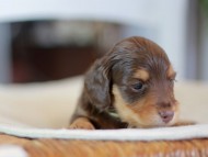 Kaninchen-Dachshund0142