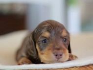 Kaninchen-Dachshund0158