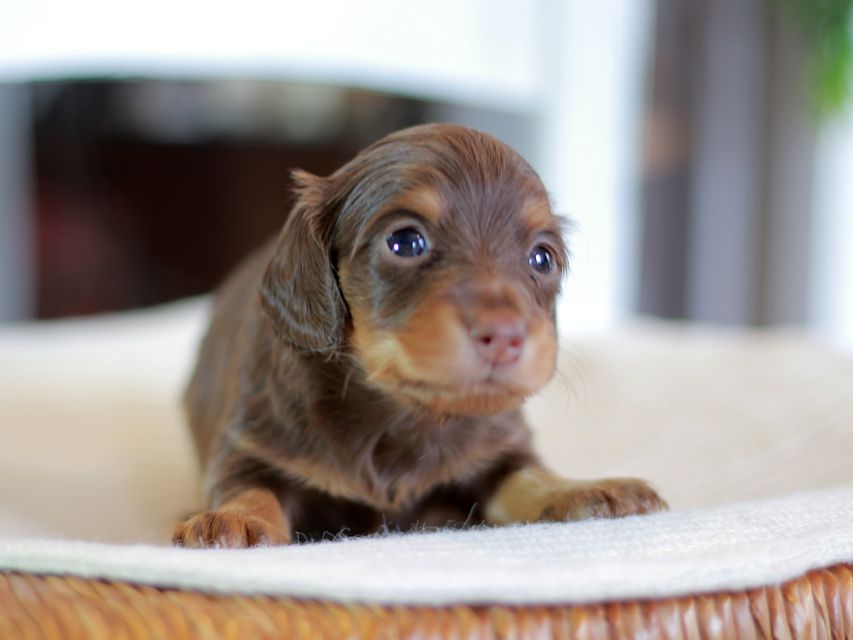 カニンヘン ダックスフンド ナンシー&スルガの子犬 チョコタン 女の子(3)