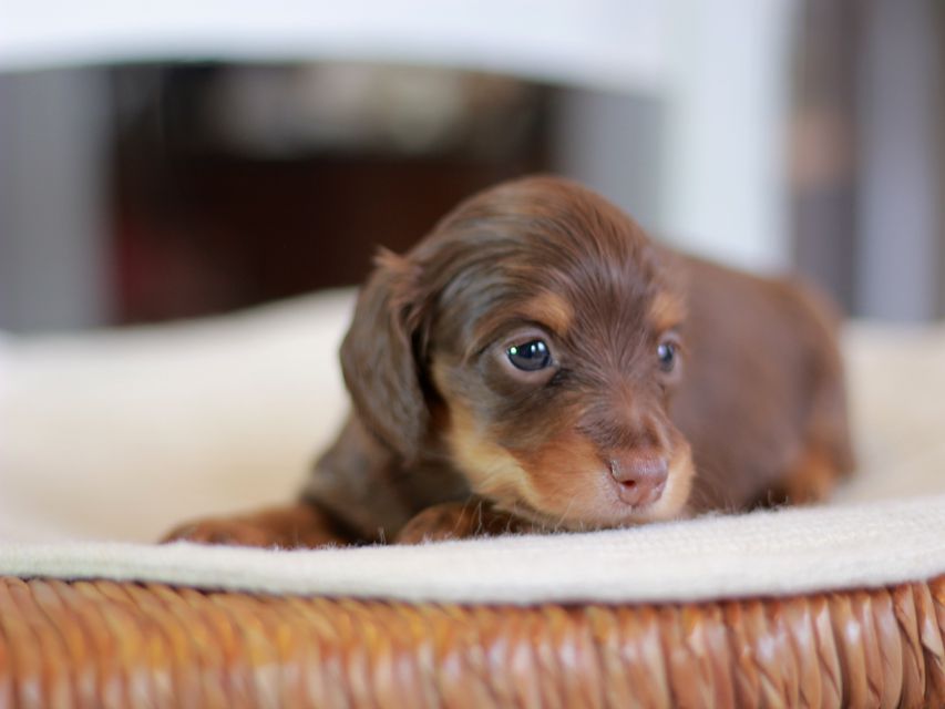 カニンヘン ダックスフンド ナンシー&スルガの子犬 チョコタン 女の子(3)