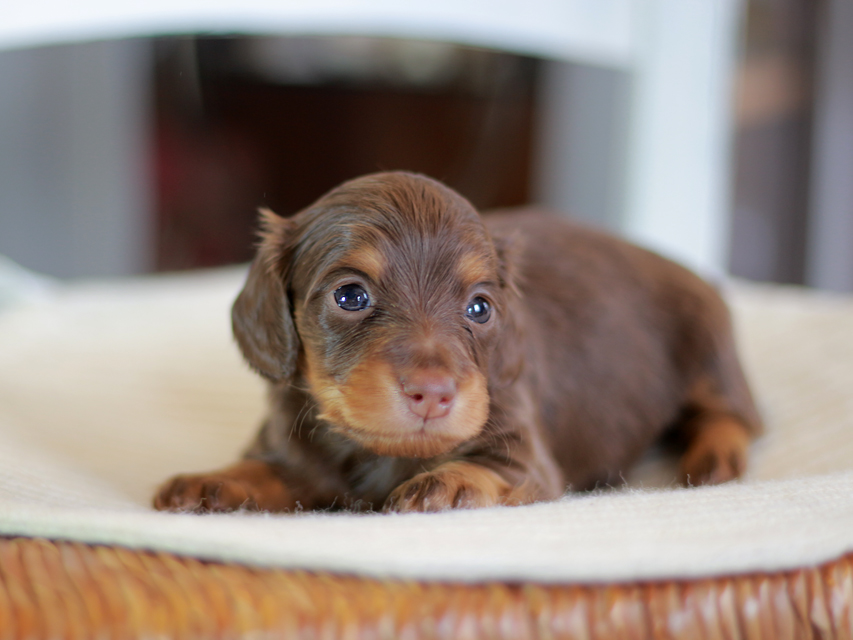 カニンヘン ダックスフンド ナンシー&スルガの子犬 チョコタン 女の子(3)