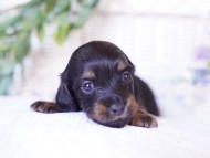 Kaninchen-Dachshund02 Kaninchen-Dachshund02