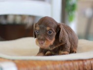 Kaninchen-Dachshund0207