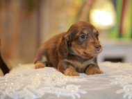 Kaninchen-Dachshund0281