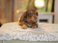 Kaninchen-Dachshund0289
