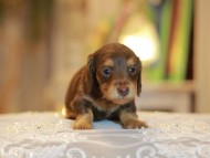 Kaninchen-Dachshund0312