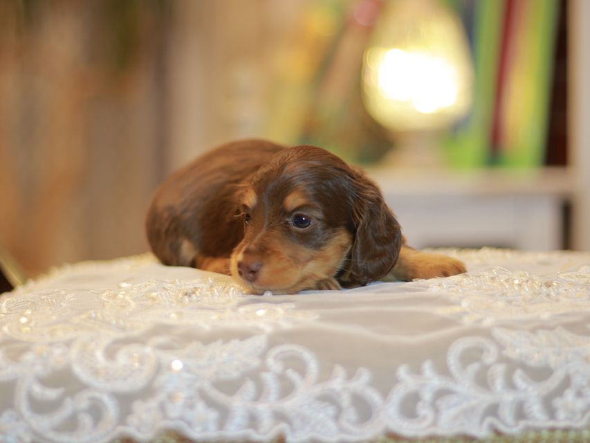 カニンヘン ダックスフンド ナンシー&スルガの子犬 チョコタン 女の子(2)
