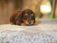 Kaninchen-Dachshund0325