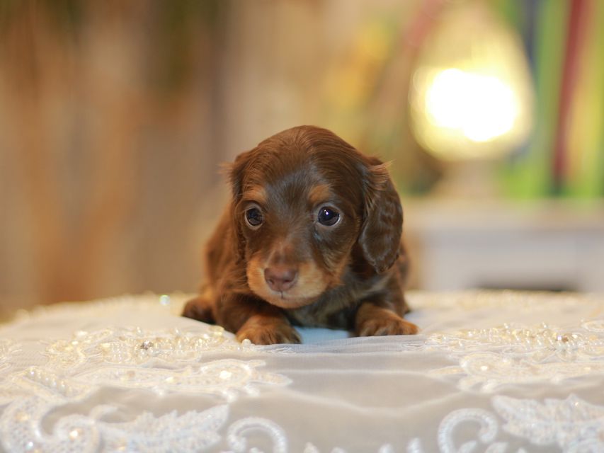 カニンヘン ダックスフンド ナンシー&スルガの子犬 チョコタン 女の子(3)