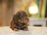 Kaninchen-Dachshund0332