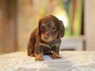 Kaninchen-Dachshund0338