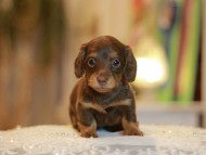 Kaninchen-Dachshund0351