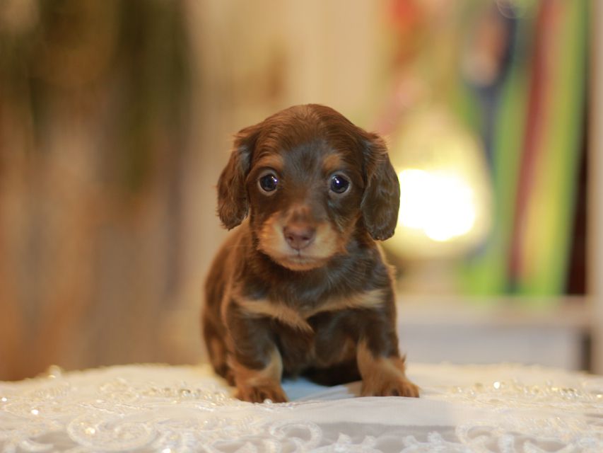 カニンヘン ダックスフンド ナンシー&スルガの子犬 チョコタン 女の子(3)