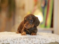 Kaninchen-Dachshund0358