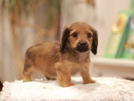 Kaninchen-Dachshund0377 Kaninchen-Dachshund0377