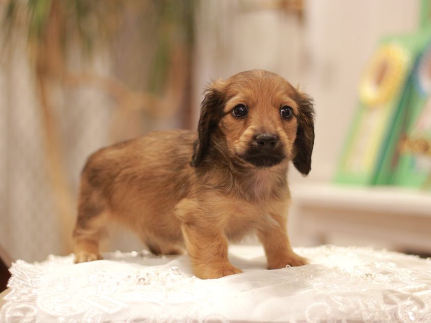 カニンヘン ダックスフンド ローリー&ブイの子犬 レッド 男の子(1)