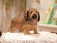 Kaninchen-Dachshund0385 Kaninchen-Dachshund0385