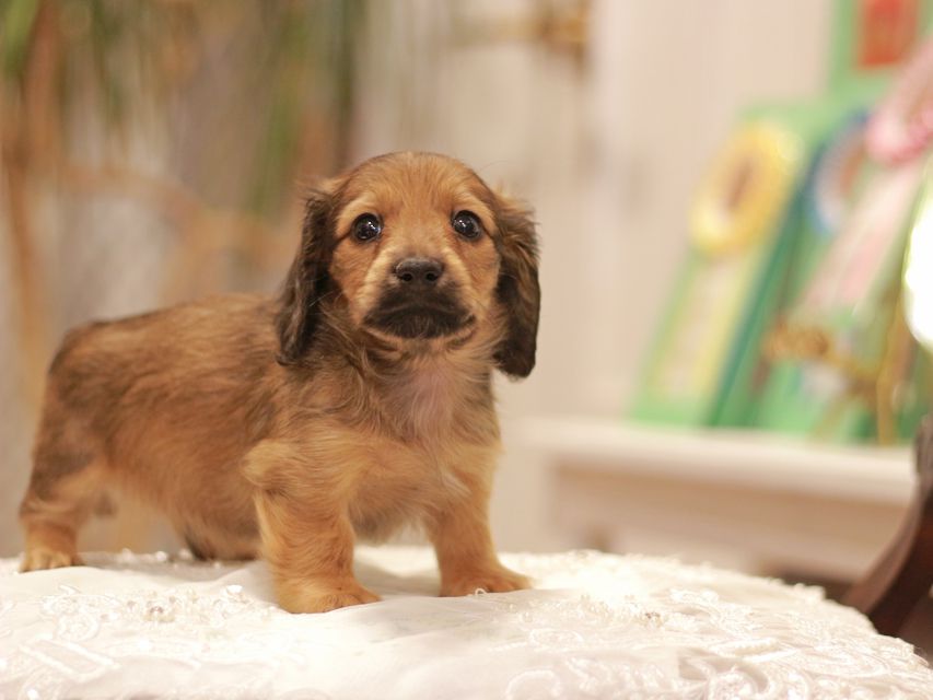 カニンヘン ダックスフンド ローリー&ブイの子犬 レッド 男の子(1)