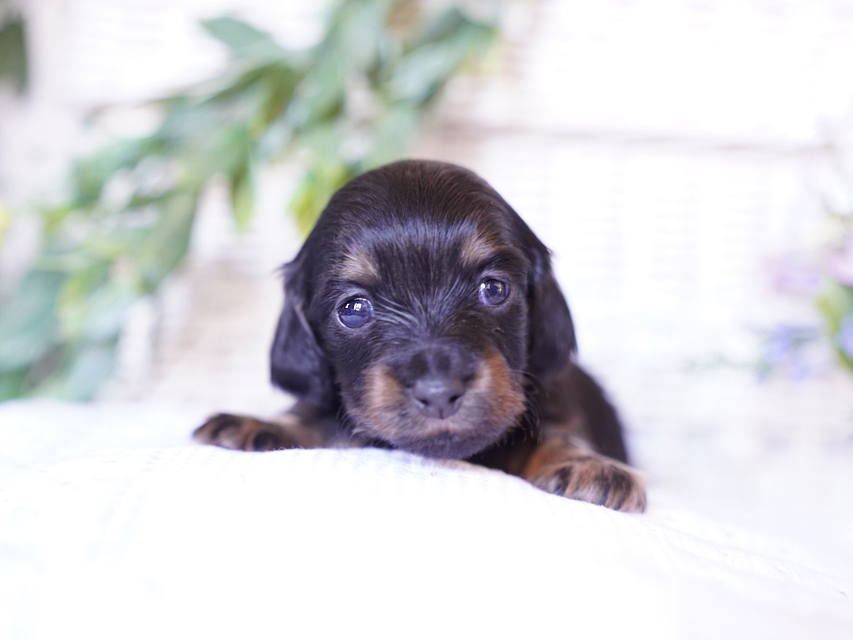 カニンヘン ダックスフンド ピノ & ブルースの子犬 ブラックイエロー（ブラッククリーム） 女の子