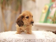 Kaninchen-Dachshund0404