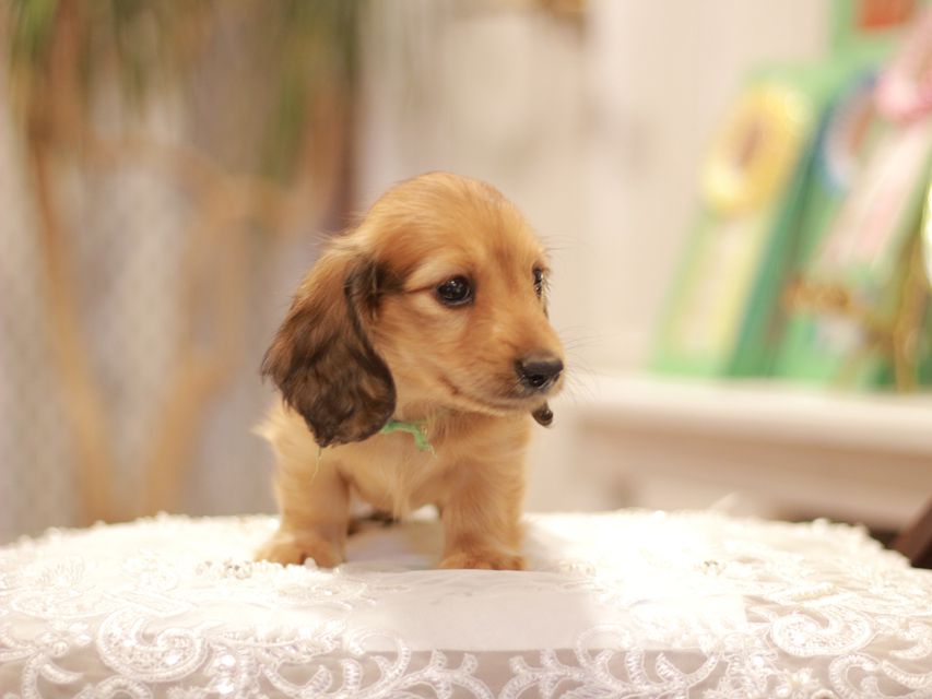 カニンヘン ダックスフンド ローリー&ブイの子犬 レッド 男の子(2)