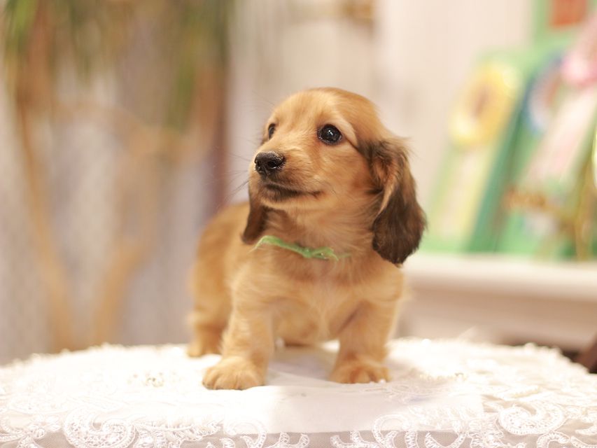 カニンヘン ダックスフンド ローリー&ブイの子犬 レッド 男の子(2)